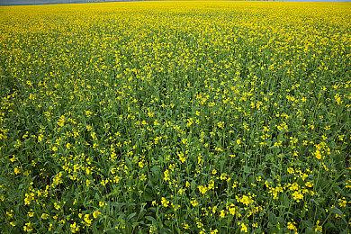 截至2023年3月美国市场PS5与Xbox Series X|S销量对比